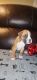 Boxer Puppies for sale in Mt Olive, NJ, USA. price: $1,500