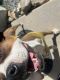 Boxer Puppies for sale in Victorville, CA, USA. price: $50