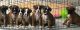 Boxer Puppies for sale in Bartow, FL, USA. price: NA