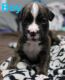 Boxer Puppies for sale in Bloomington, IL, USA. price: $800