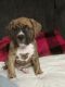 Boxer Puppies for sale in Harrison, MI 48625, USA. price: $800