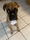 Boxer Puppies for sale in Jacksonville, FL, USA. price: $100