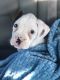 Boxer Puppies for sale in Denver, CO 80201, USA. price: $1,000