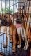 Boxer Puppies for sale in Neotsu, OR 97364, USA. price: $200