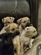 Boxer Puppies for sale in Spokane, WA, USA. price: $200