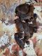 Boxer Puppies for sale in Mt Airy, GA, USA. price: $12