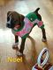 Boxer Puppies for sale in Syracuse, New York. price: $700