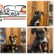 Boxer Puppies for sale in Broken Bow, OK 74728, USA. price: $500