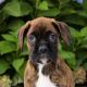 Boxer Puppies for sale in Charleston, South Carolina. price: $550