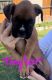Boxer Puppies for sale in Jimboomba QLD 4280, Australia. price: $2,700