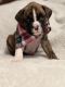 Boxer Puppies for sale in Fresno, California. price: $1,200