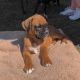 Boxer Puppies for sale in Dallas, Texas. price: $800