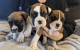 Boxer Puppies for sale in  Delaware, Arkansas. price: $500