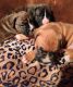 Boxer Puppies for sale in Post Falls, Idaho. price: $1,000