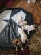 Boxer Puppies for sale in Indian Trail, North Carolina. price: $350