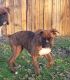 Boxer Puppies for sale in Gunter, Texas. price: $800