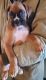 Boxer Puppies for sale in Post Falls, Idaho. price: $1,000