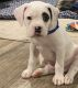 Boxer Puppies for sale in Daphne, Alabama. price: $40,000