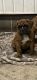 Boxer Puppies for sale in Fyffe, AL 35971, USA. price: $100