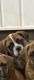 Boxer Puppies for sale in Fyffe, AL 35971, USA. price: $100