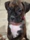 Boxer Puppies for sale in South Boardman, MI 49680, USA. price: $80,000