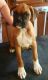 Boxer Puppies for sale in Pittsburgh, PA, USA. price: $564
