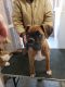 Boxer Puppies for sale in Yorkshire, New York. price: $850