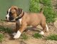 Boxer Puppies for sale in Arlington, Texas. price: $1,500