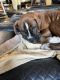 Boxer Puppies for sale in Buffalo, New York. price: $200