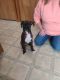 Boxer Puppies for sale in South Boardman, MI 49680, USA. price: $800