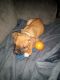 Boxer Puppies for sale in Akron, Ohio. price: $1,300