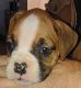 Boxer Puppies for sale in Colorado Sporings, Colorado. price: $1,500