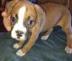 Boxer Puppies for sale in Colorado Sporings, Colorado. price: $1,500