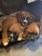 Boxer Puppies for sale in Brownsville, Oregon. price: $1,800