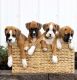 Boxer Puppies for sale in Noordwijk, Netherlands. price: NA