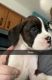 Boxer Puppies for sale in Roseville, Michigan. price: $600