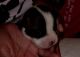 Boxer Puppies for sale in Calgary, AB, Canada. price: NA