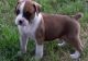 Boxer Puppies for sale in West Sussex, UK. price: NA