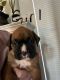 Boxer Puppies for sale in Altoona, Iowa. price: $1,500