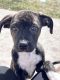 Boxer Puppies for sale in Glenwood, Minnesota. price: $350
