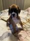 Boxer Puppies for sale in Moe, Victoria. price: $3,000