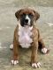 Boxer Puppies for sale in Scottsville, VA 24590, USA. price: $900