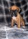 Boxer Puppies for sale in North Grosvenor Dale, Thompson, CT 06255, USA. price: $1,300