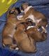 Boxer Puppies for sale in Seminole, Florida. price: $1,200