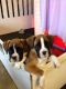 Boxer Puppies for sale in Australian Capital Territory, Australia. price: $500