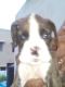 Boxer Puppies for sale in Chennai, Tamil Nadu, India. price: 13000 INR