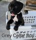 Boxer Puppies for sale in Rigby, Idaho. price: $1,000