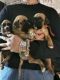 Boxer Puppies for sale in Tulsa, Oklahoma. price: $500