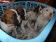 Boxer Puppies for sale in Cochin International Airport (COK), Airport Rd, Kochi, Kerala 683111, India. price: 15000 INR