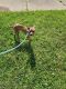 Boxer Puppies for sale in Greenfield, Indiana. price: NA
